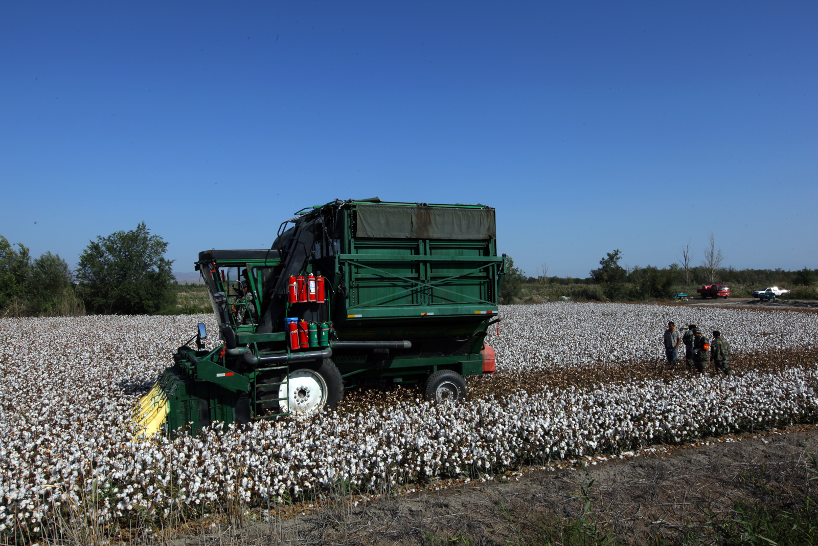 新疆兵团棉花全面进入采收季节2 (1).JPG